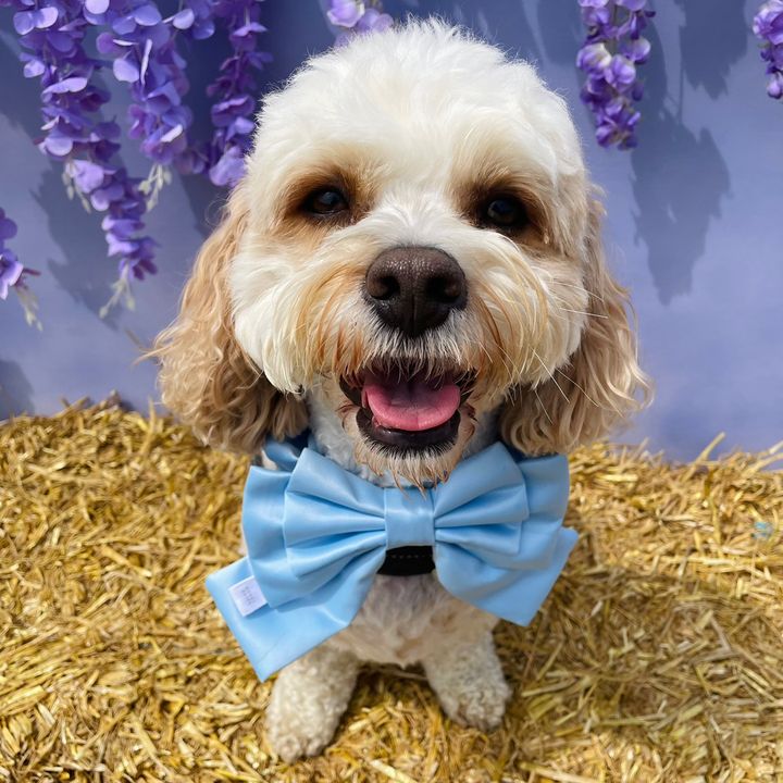 My Cavachon