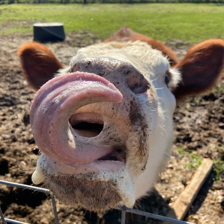 ClovenHeartFarmSanctuary