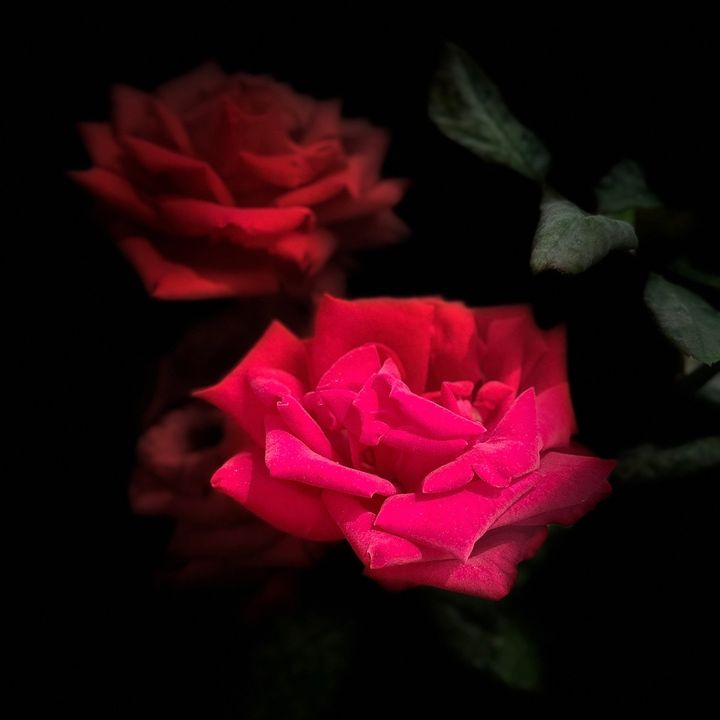 yadi_love1