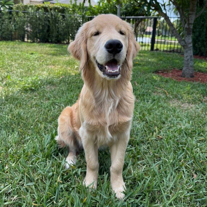 Bruce The Golden