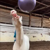See Spot Trot