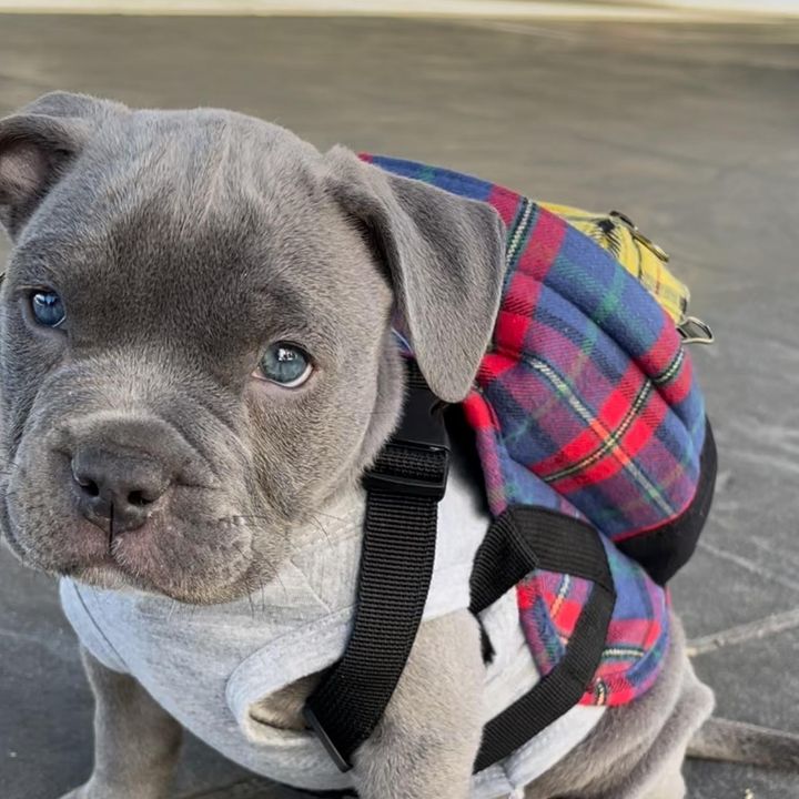 SmokeyThePit