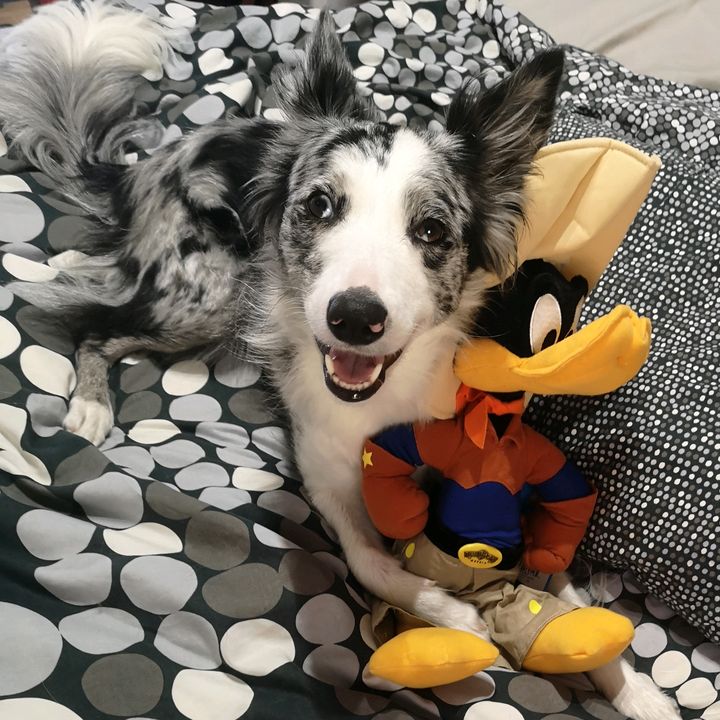Lola border collie Merle