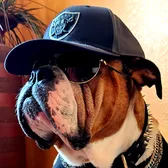 🖤 Frankie Bulldog 🖤