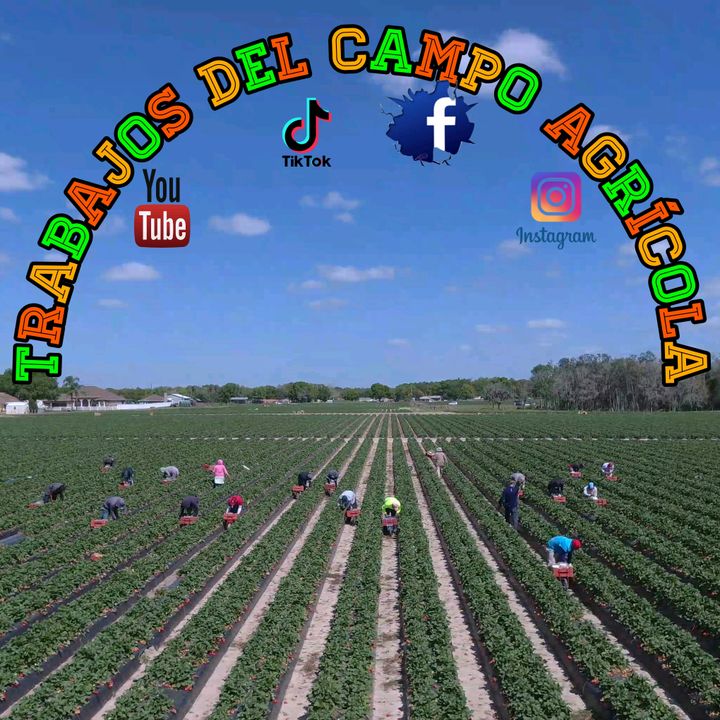 TRABAJOS DEL CAMPO AGRÍCOLA