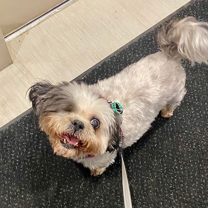 sophie_the_shih_tzu