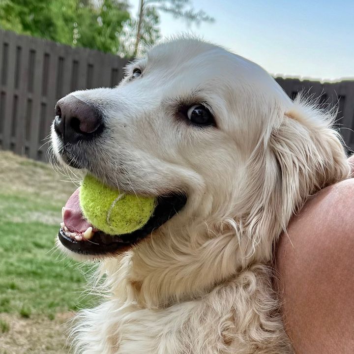 Hankthegolden23