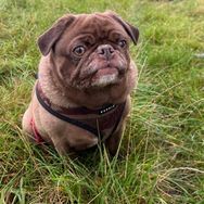 Albert The Chocolate Pug