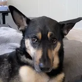 KonaBean 🐶