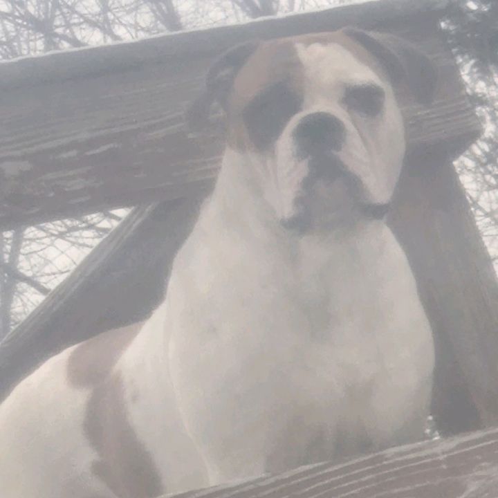 Donnie has (american bulldogs)