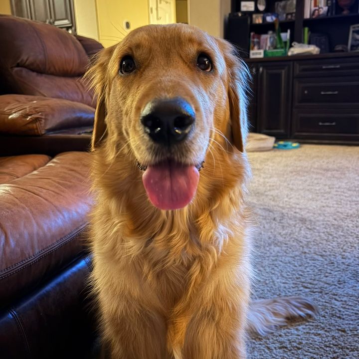 Gizmo the Golden n Me🥰