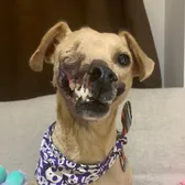 Haddie the Dog