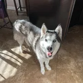 Mishkadahusky