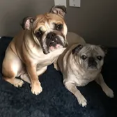 Heather’s Pawsome Crew