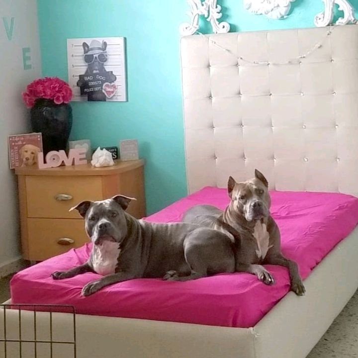 Gigi Pitbull Lover