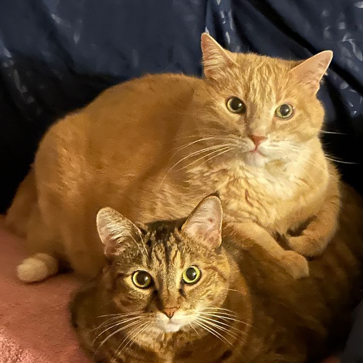 Cindy 🍯🐈🐈⬛