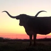 Bull_Haulin