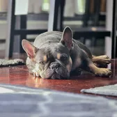 R.AND.R.FRENCHIES