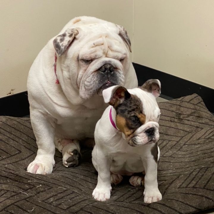 englishbulldog1234