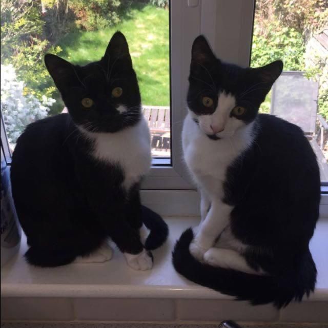 Merry & Pippin