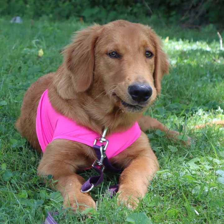 thatsportypoodle
