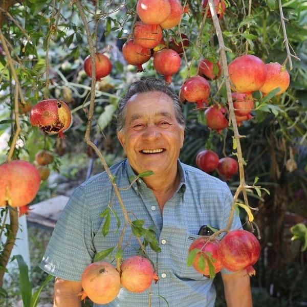 Amilcar’s Garden Giant Fruit