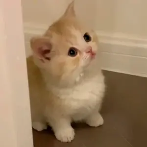 Kitten Meow^ω^