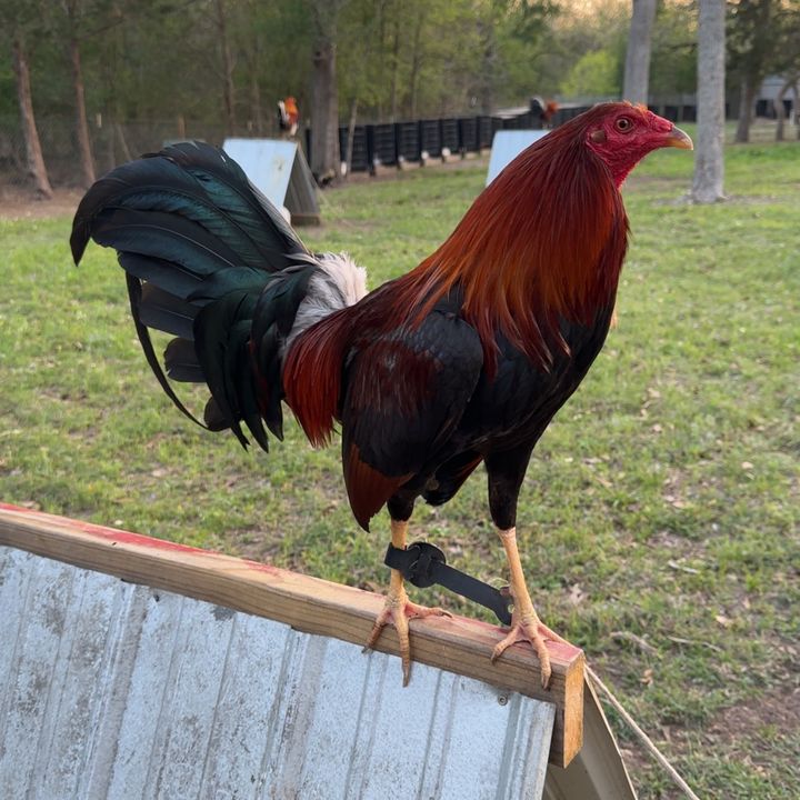 🍀Rocky Creek GameFarm🍀