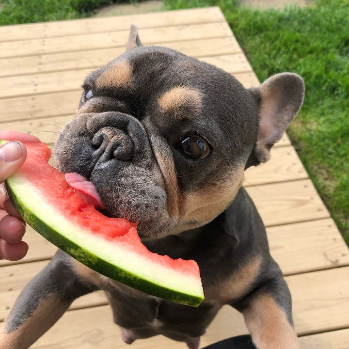 Pgh Blue Frenchie