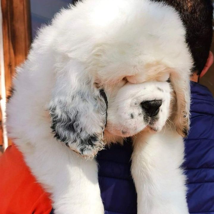 Fawndle
