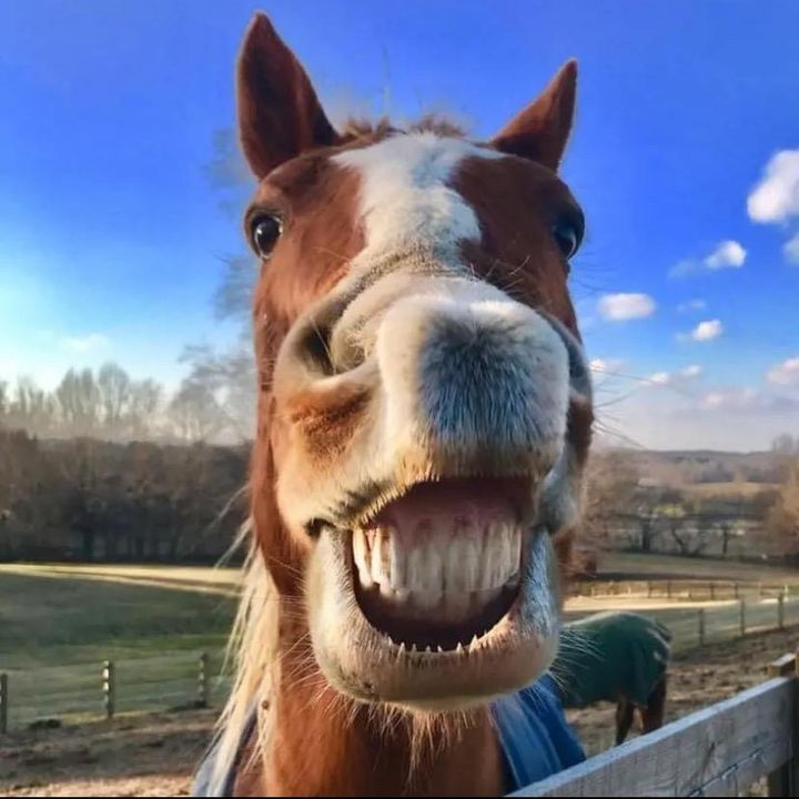 Andersonacresfarmlife