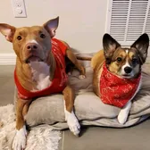 🐾 Maui & Nala Reyes 🐾