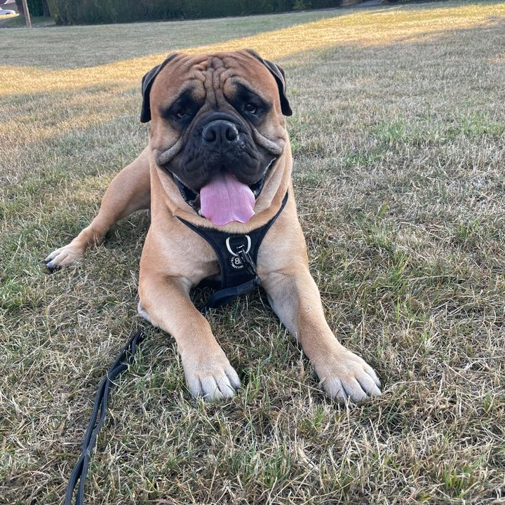 xx Hugo The Bullmastiff xx