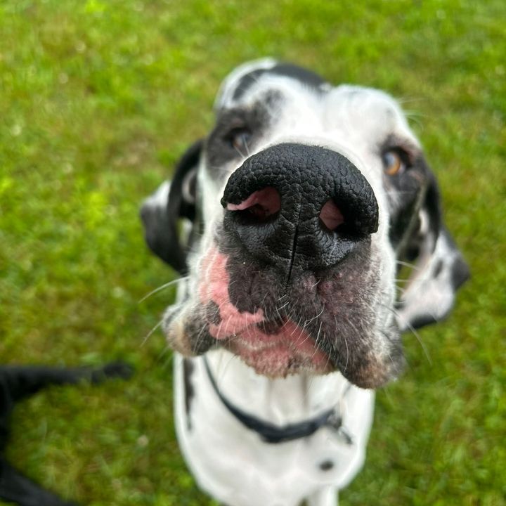 dukethehousecow