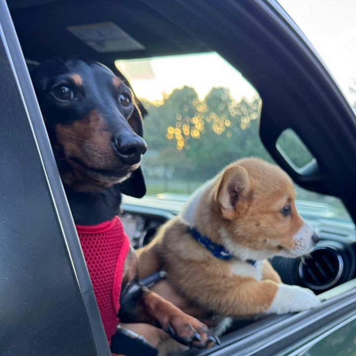 FurryFriendsClub