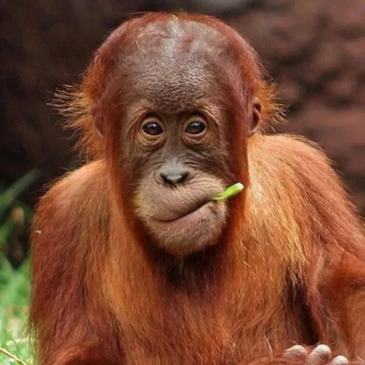 Funnylifeanimals