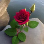 🥀Elsita 💞Amaya🦋