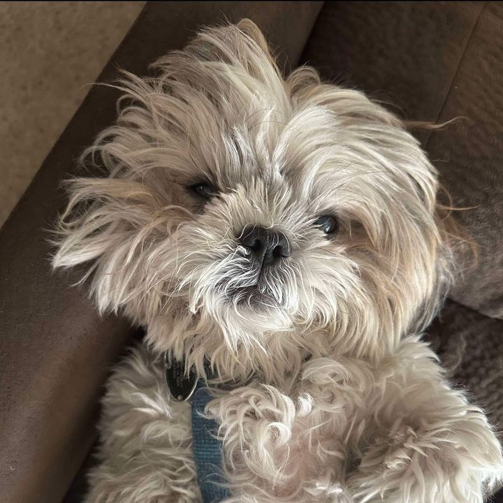 Charlie the Cute Shih Tzu