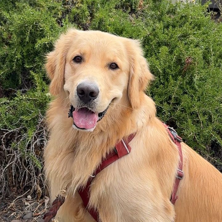 Jasper the Golden