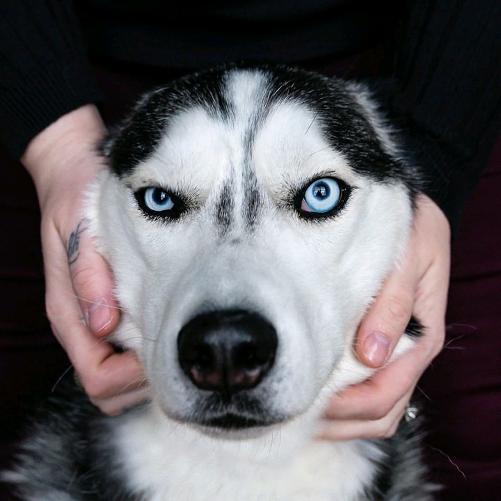 The Husky Moon