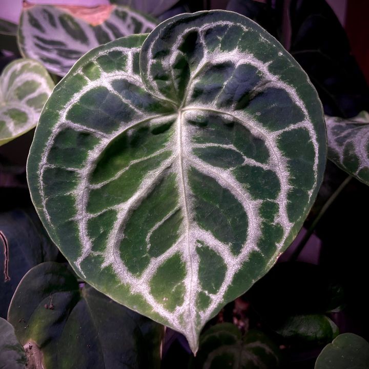 Planty Rie | Chloro-phile