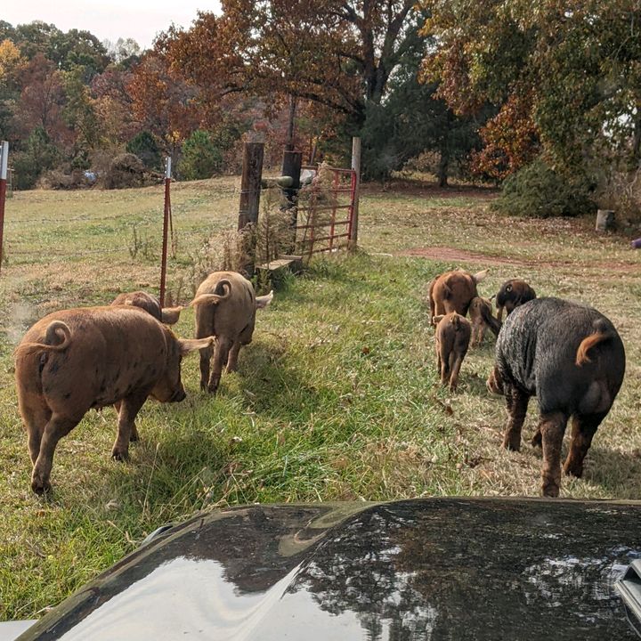 Nicole@Hickory Woods Farm