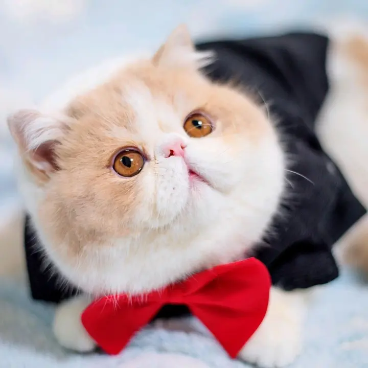 petsdiary