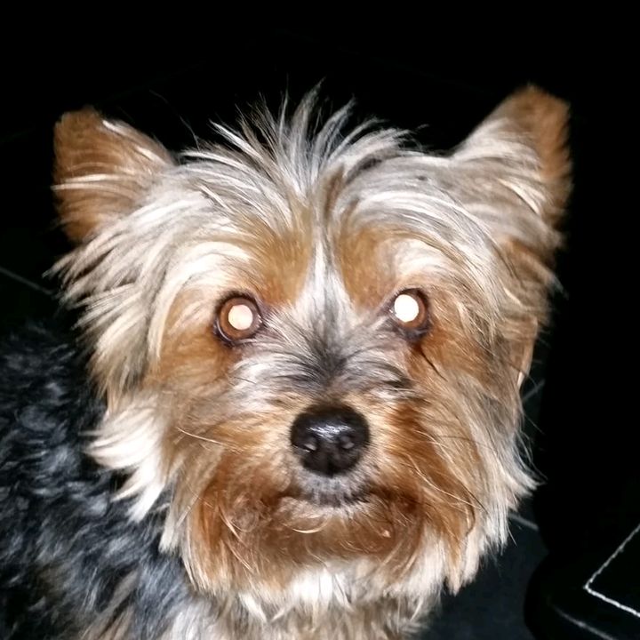Olli