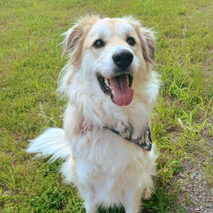 💙🫶🏻 CharlieGoesBork 🫶🏻💙