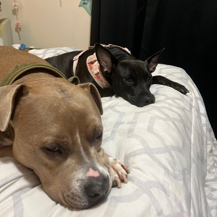 Beignet & EV Pitmixes