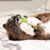 Tajothecat