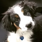 Aspenminiaussies/Elizabeth
