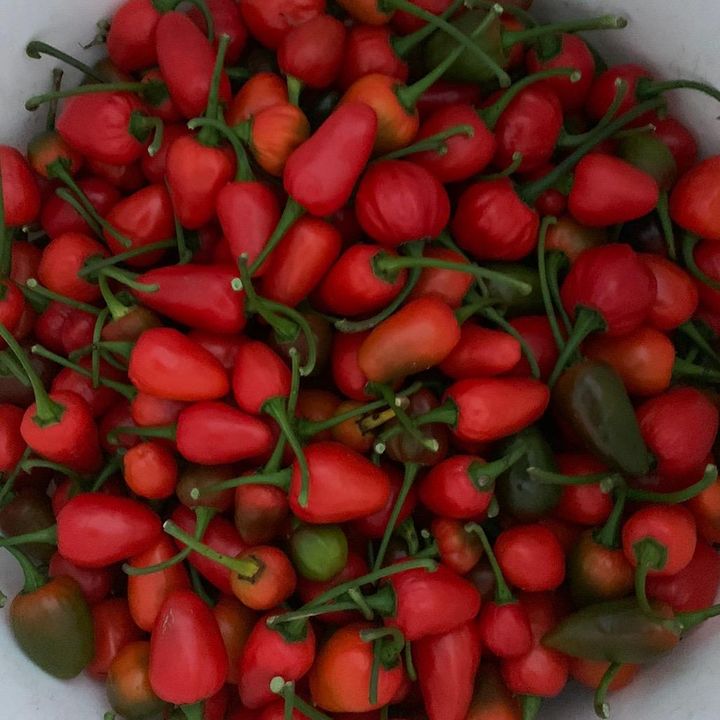 🌶️Rai Family farm🌽