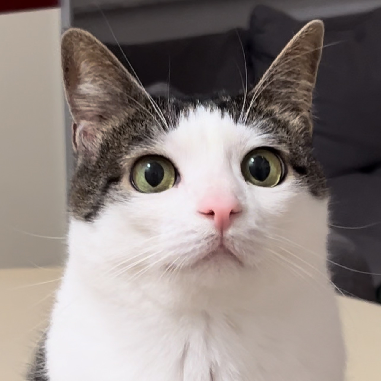 Crunchycat